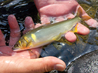 美味しさ日本一！東栄町の鮎を満喫しよう
