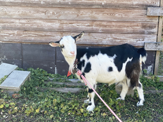 動物＆花畑♡癒しの体験スポット「愛知牧場」へ行こう！